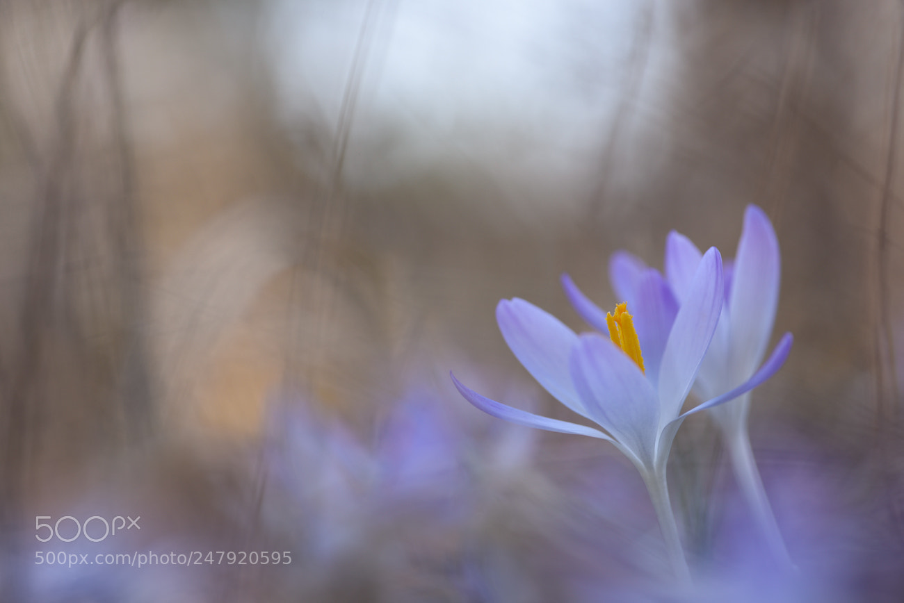 Nikon D810 sample photo. Gentle steps of spring photography