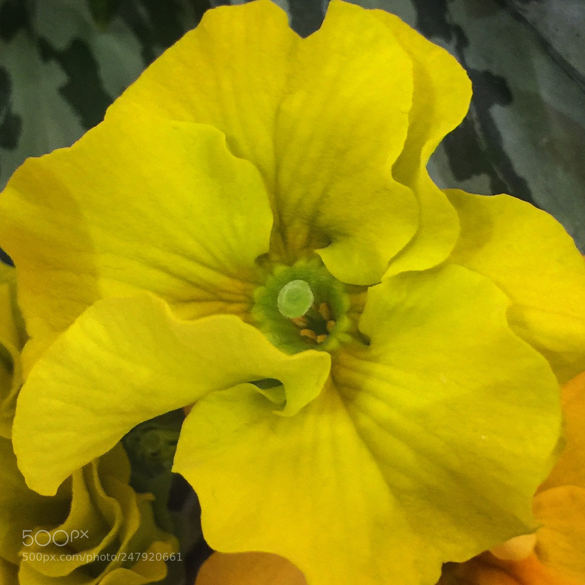 Apple iPhone 6 Plus sample photo. Gentle yellow photography