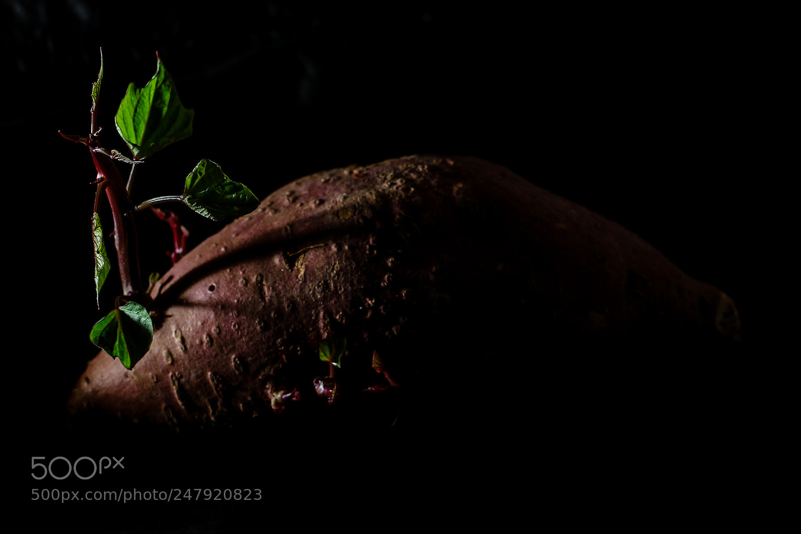 Canon EOS 7D sample photo. Sweet potato photography