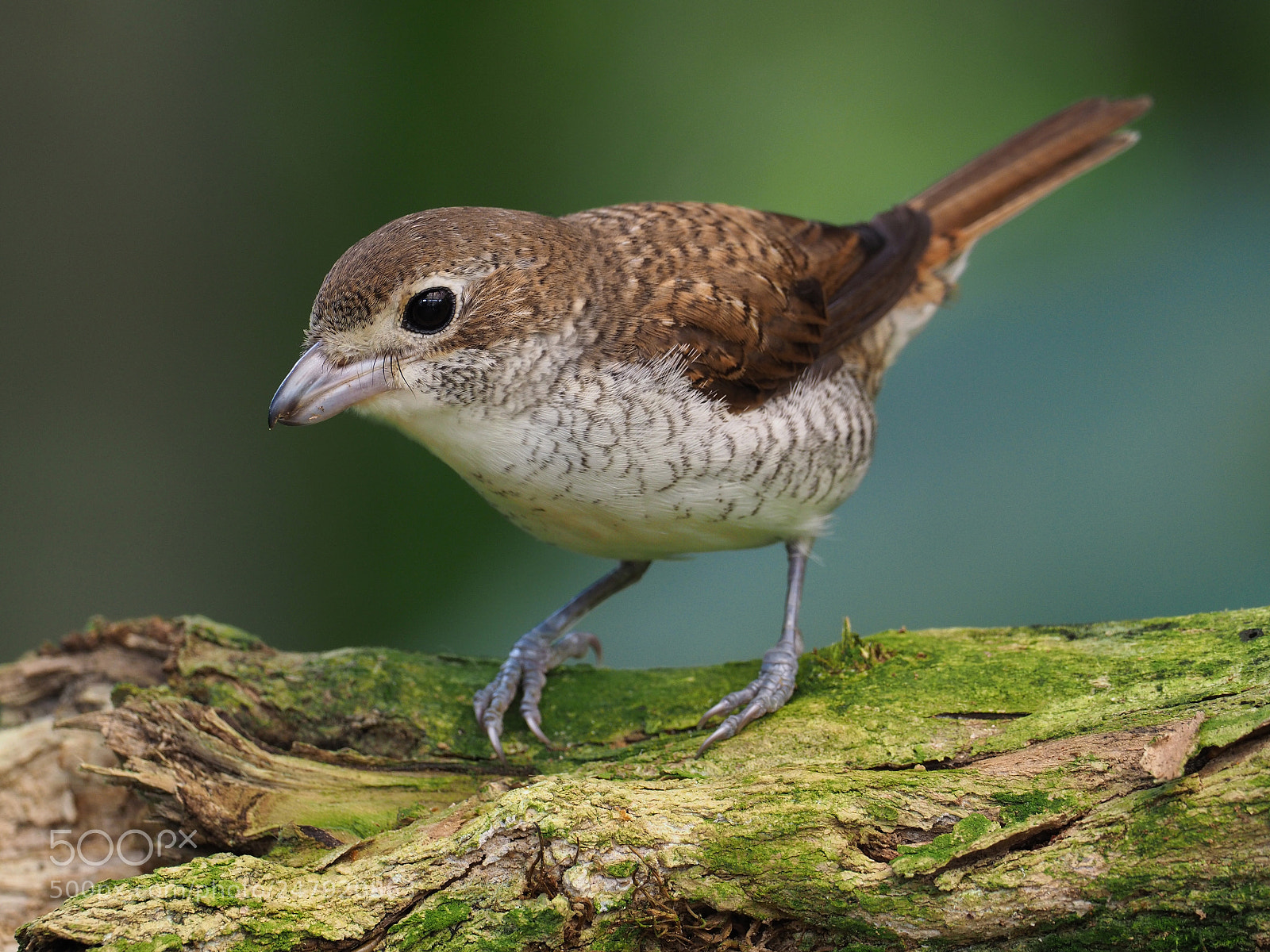 Olympus OM-D E-M1 Mark II sample photo. Tiger shrike photography