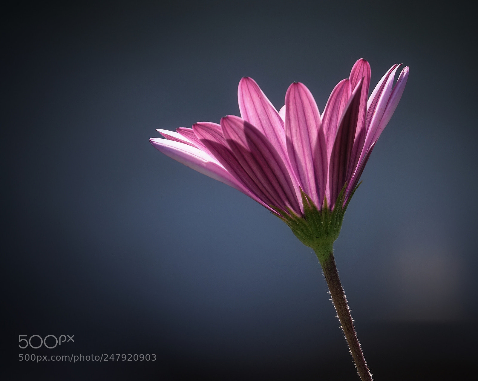 Sony Cyber-shot DSC-RX10 III sample photo. A simple flower.. photography