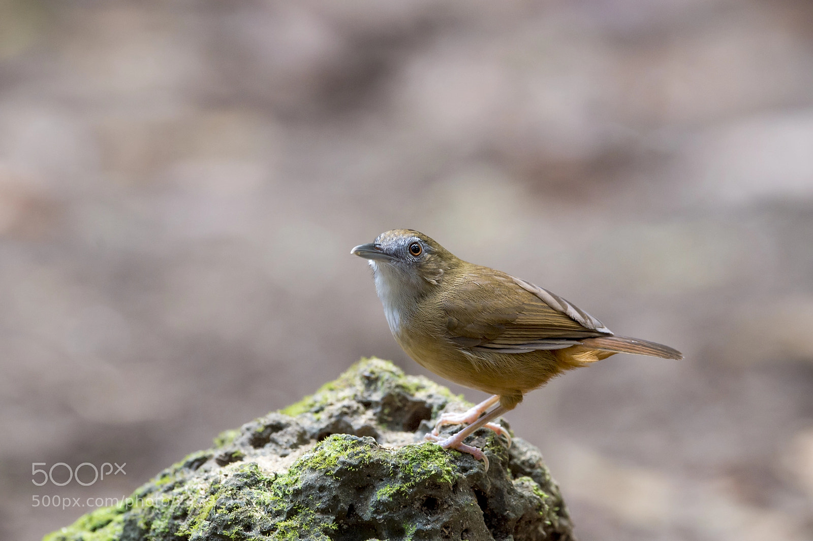 Nikon D4 sample photo. Abbott's babbler photography
