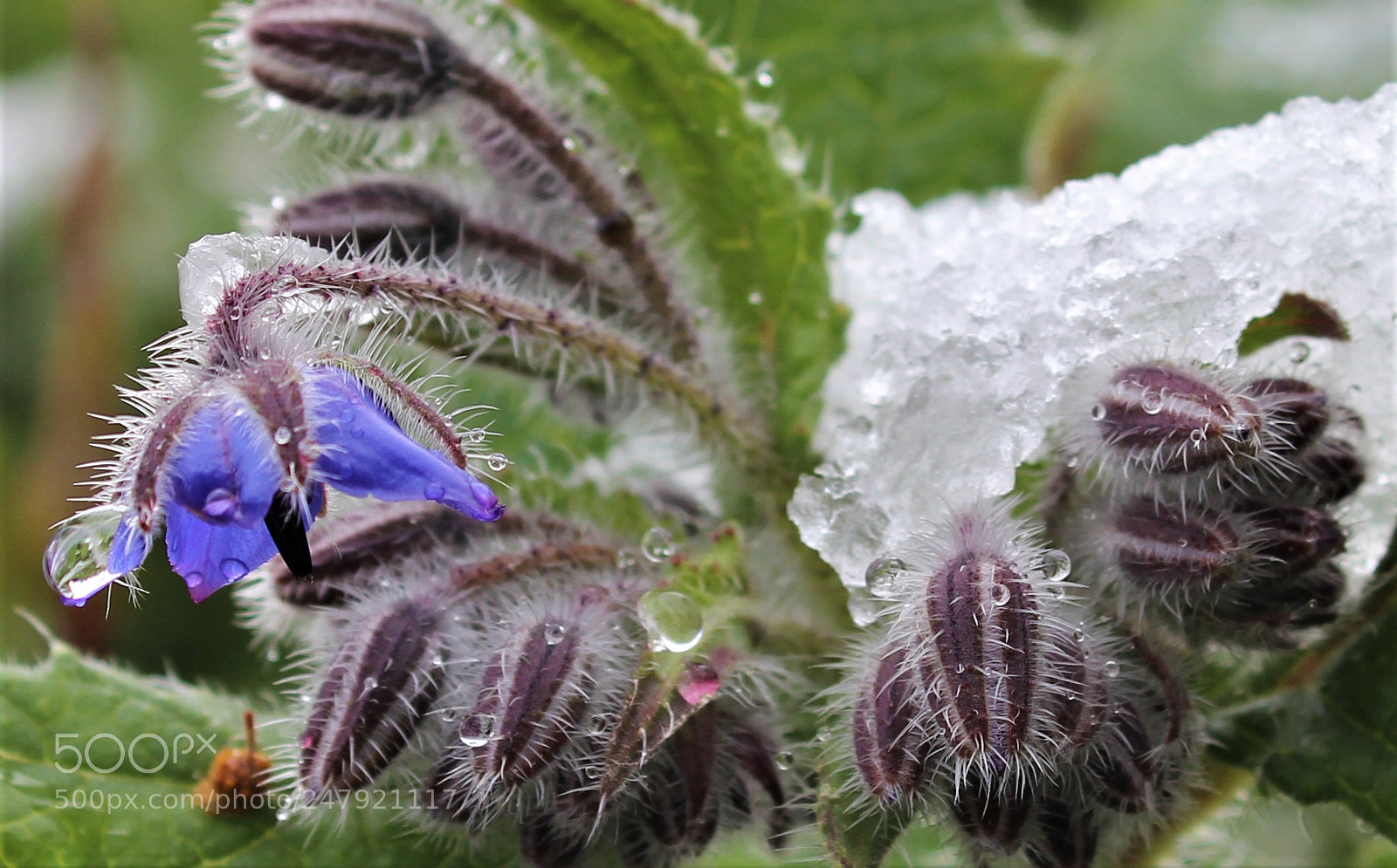 Canon EOS 600D (Rebel EOS T3i / EOS Kiss X5) sample photo. Ice photography