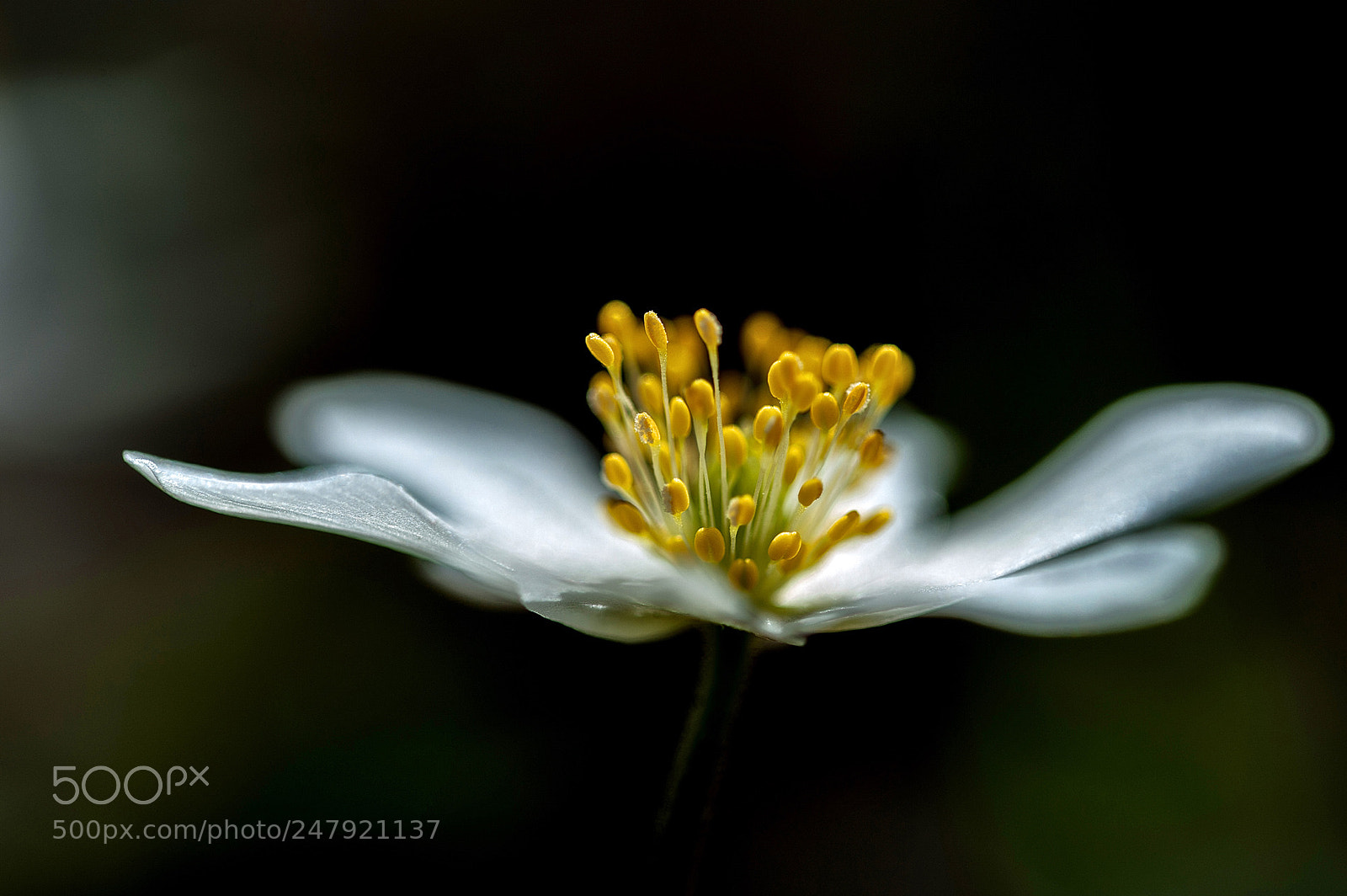 Nikon D700 sample photo. Anemone nemorosa photography