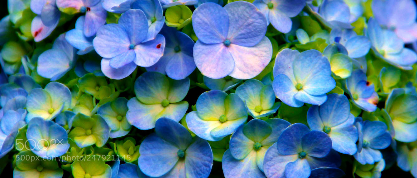 Canon EOS 700D (EOS Rebel T5i / EOS Kiss X7i) sample photo. Detalhe photography