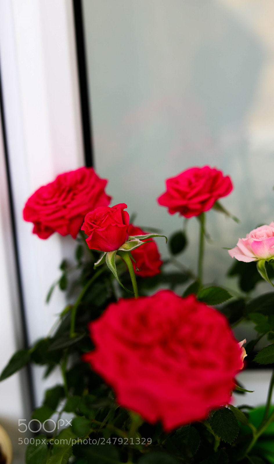 Canon EOS 6D Mark II sample photo. Roses photography