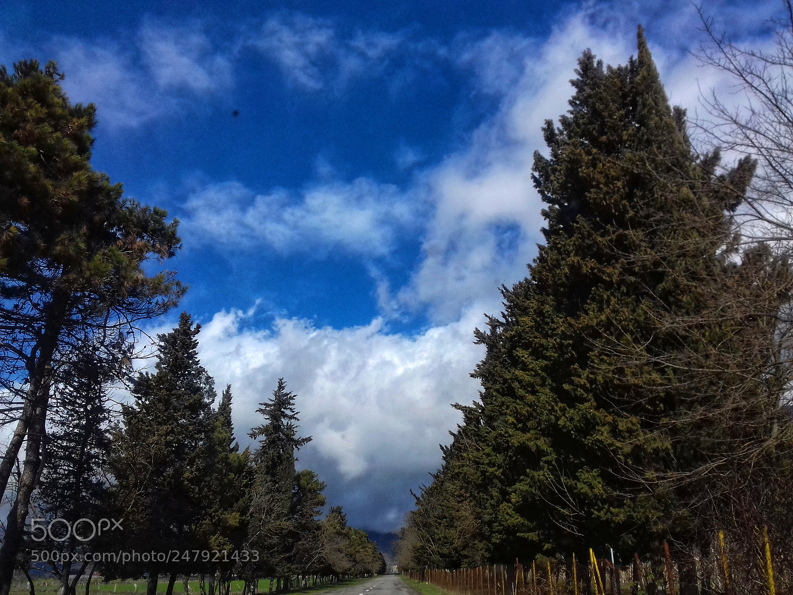Samsung Galaxy Grand Prime sample photo. Forest photography