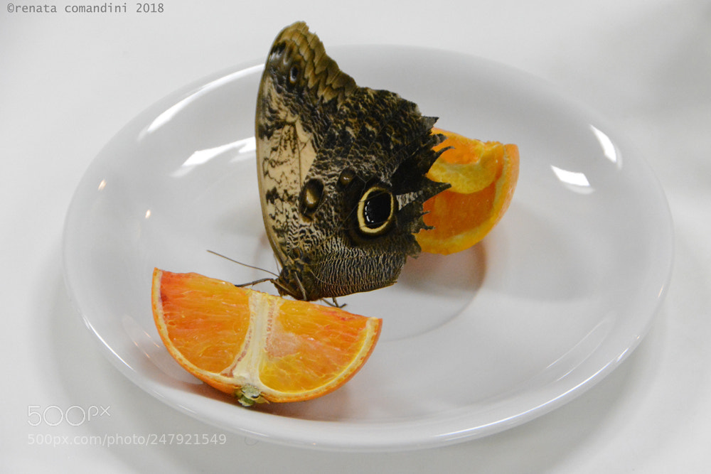 Nikon D5200 sample photo. Dolcezza 2 photography