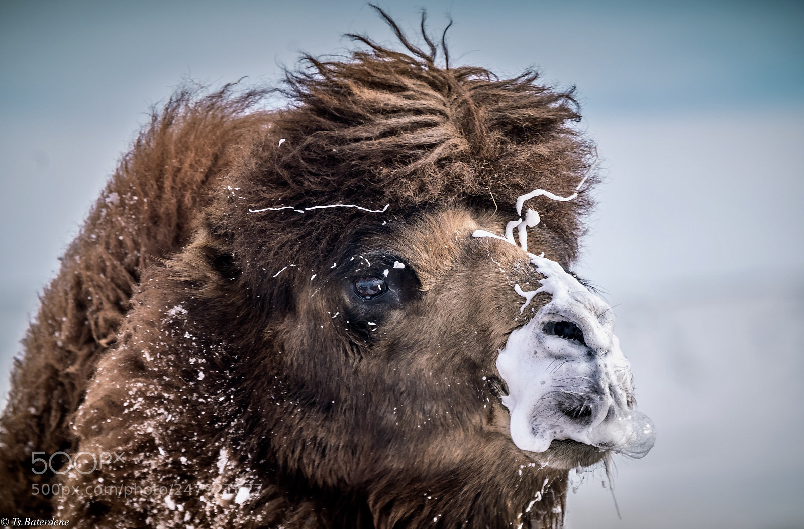 Sony a9 sample photo. Camel..mongolia photography