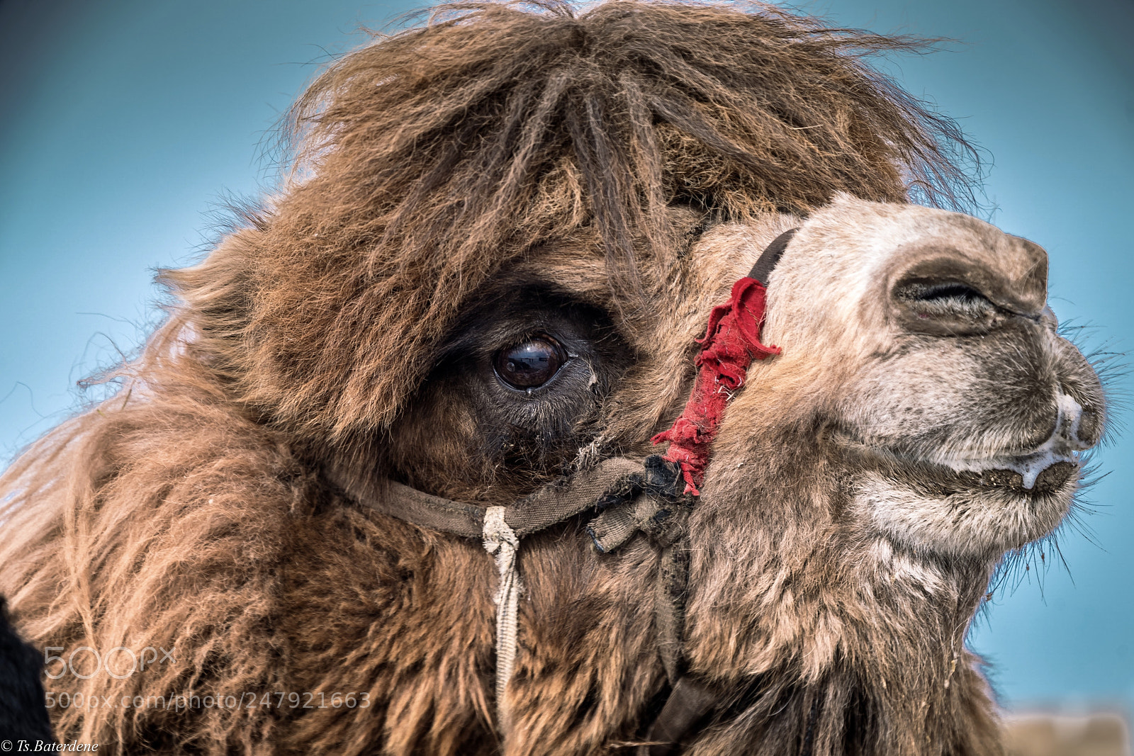 Sony a9 sample photo. Camel..mongolia photography