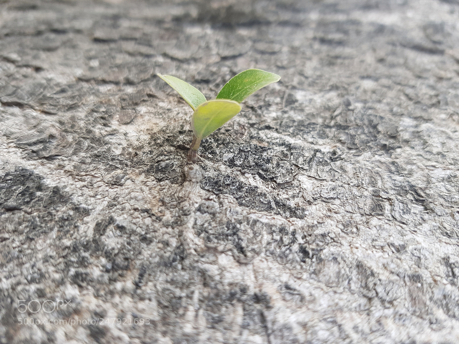 Samsung Galaxy S8 sample photo. Untitled photography