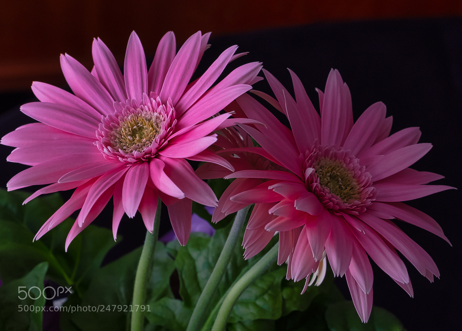 Fujifilm X-T2 sample photo. New flower in the photography