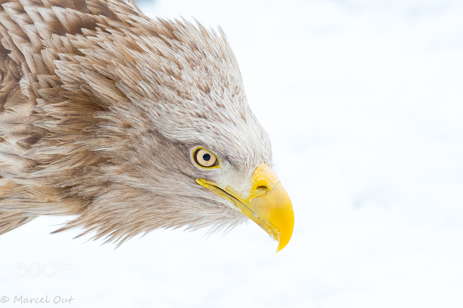 Nikon D500 sample photo. White-tailed sea eagle photography
