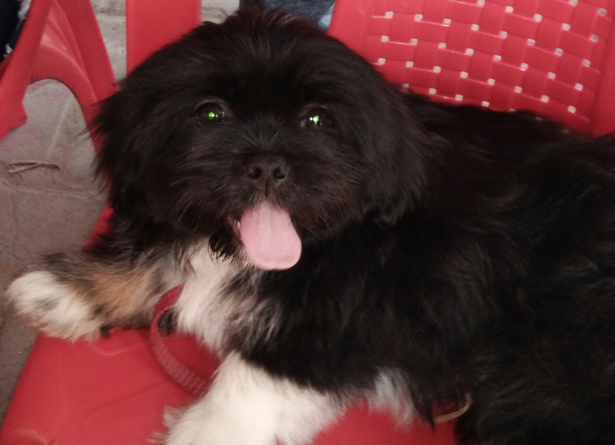 vivo Y55s sample photo. Dog 🐶 photography