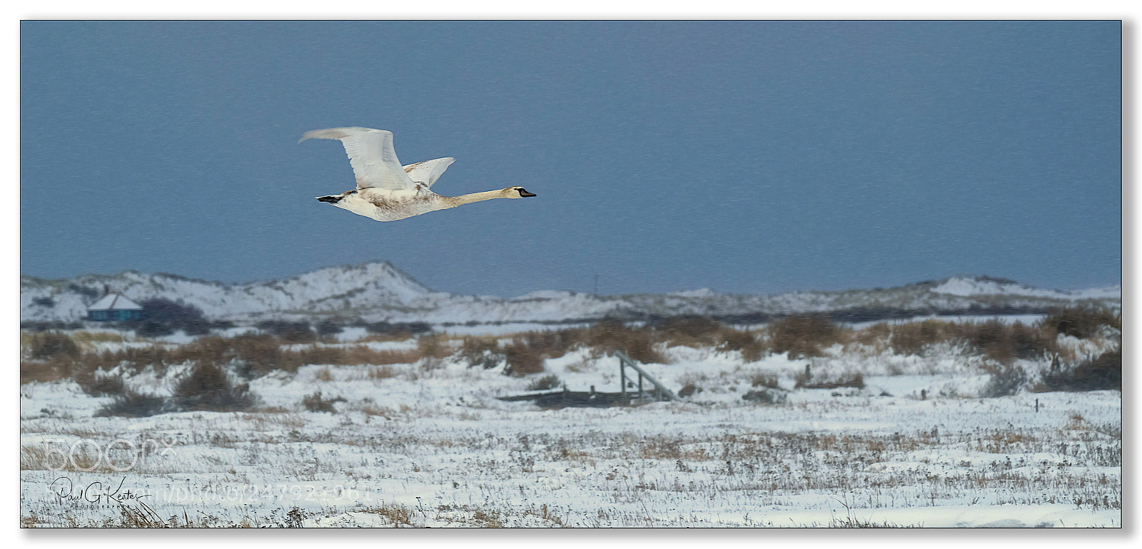 Fujifilm X-T2 sample photo. Swan flying in snow .... photography