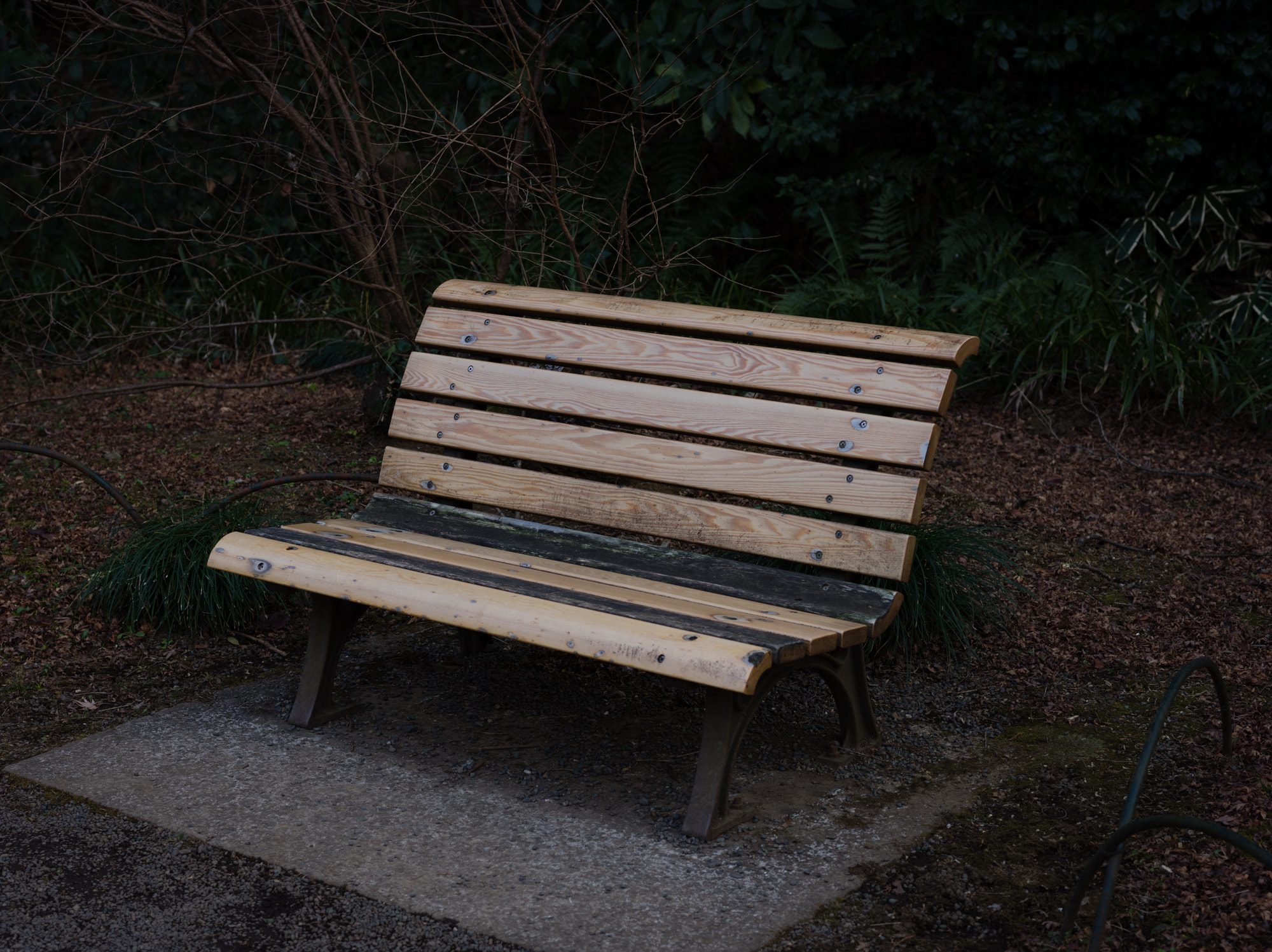 Leaf Aptus-II 8 sample photo. Bench photography