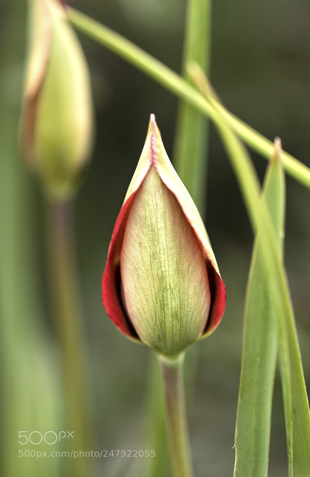 Nikon D810 sample photo. Bud of tulip photography