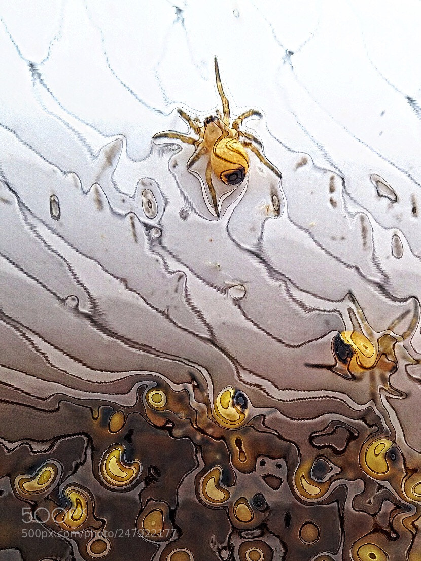 Apple iPhone 4S sample photo. Baby spiders photography