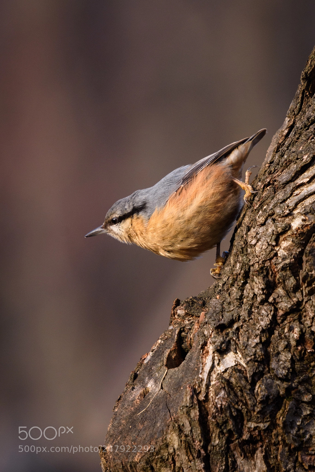 Nikon D7200 sample photo. Eurasian nuthatch photography
