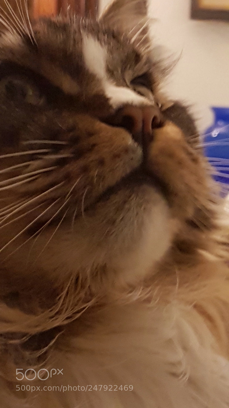 Samsung Galaxy S7 Edge sample photo. Cat curius photography