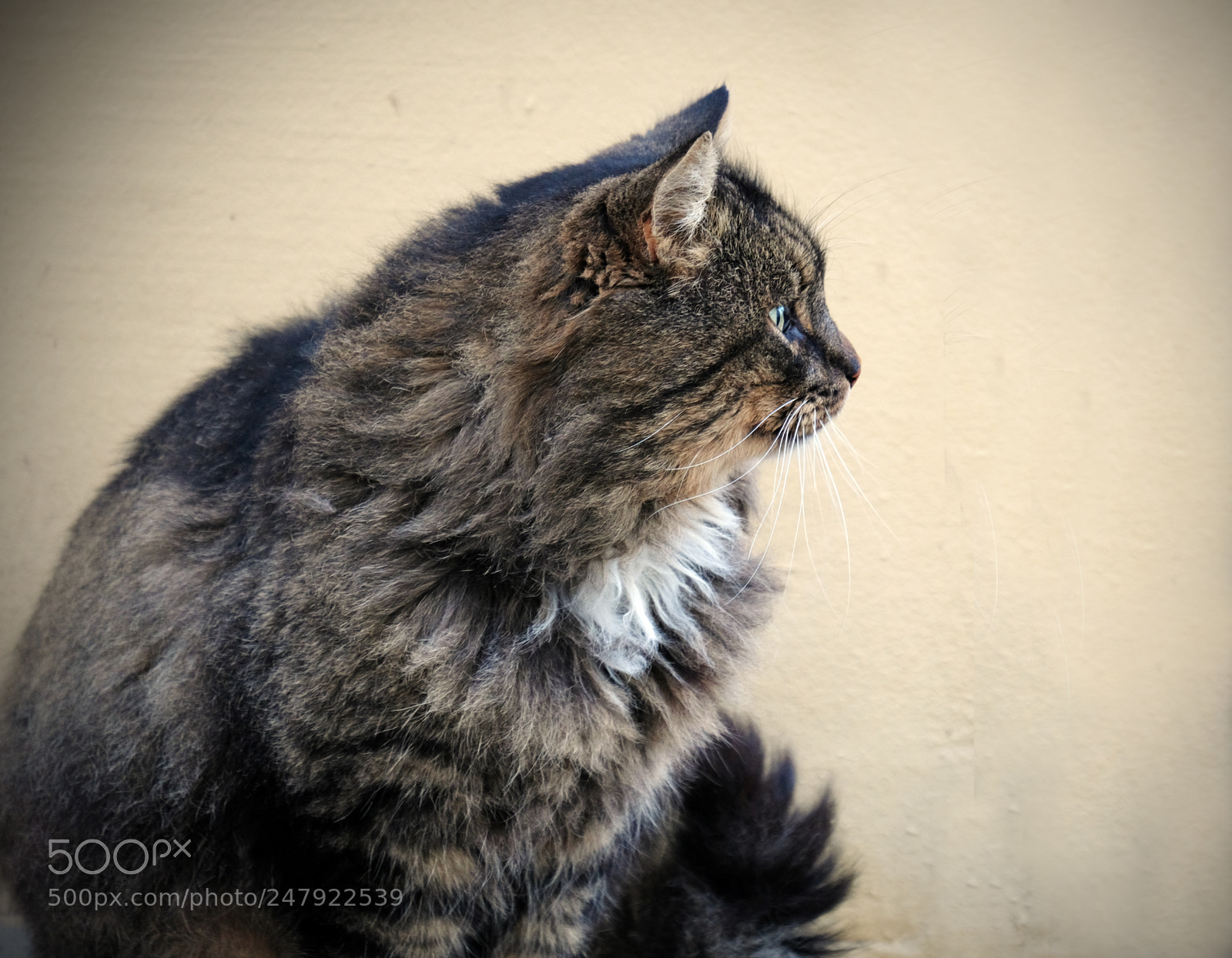Fujifilm X-T20 sample photo. Matriarch photography
