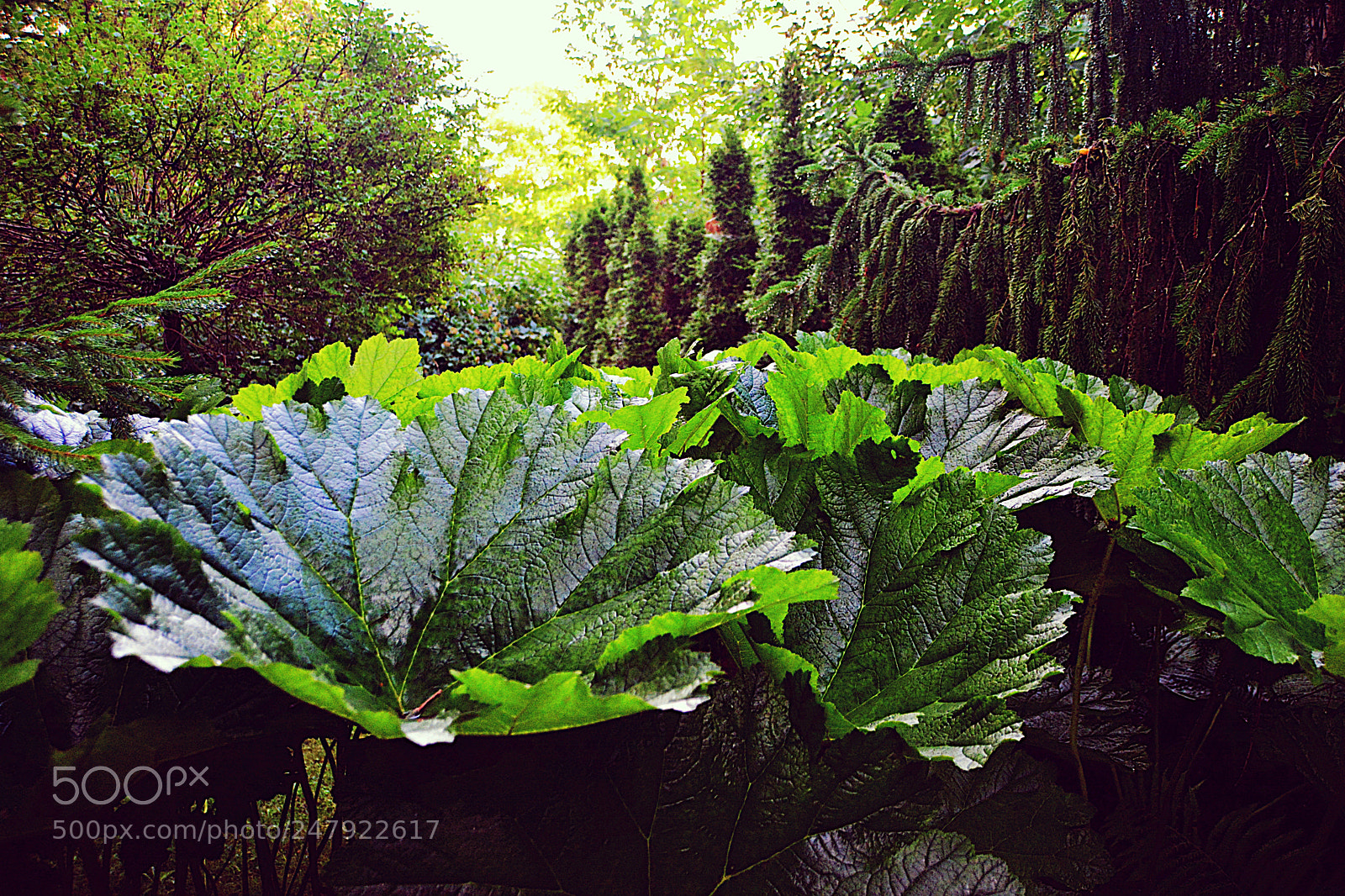 Nikon D7100 sample photo. Grandes feuilles photography