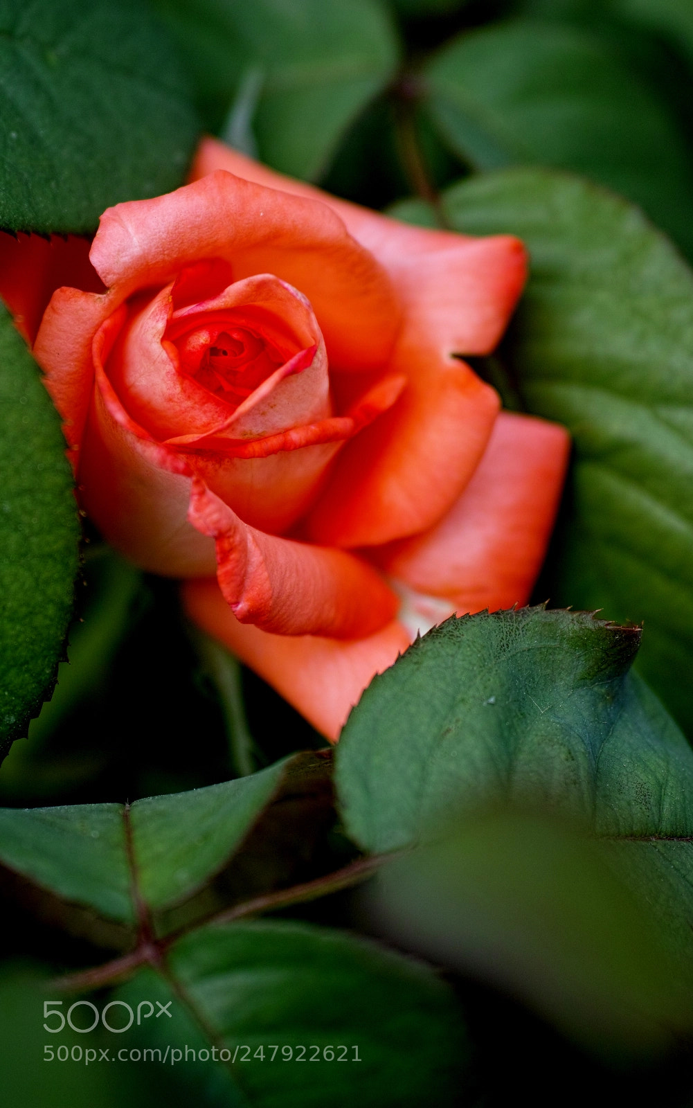 Sigma DP3 Merrill sample photo. Rose photography