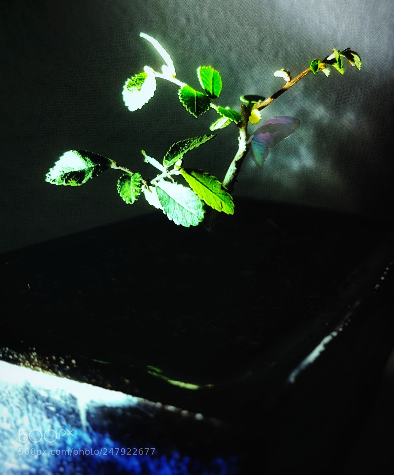 Samsung Galaxy S7 Edge sample photo. Bonsai mini photography