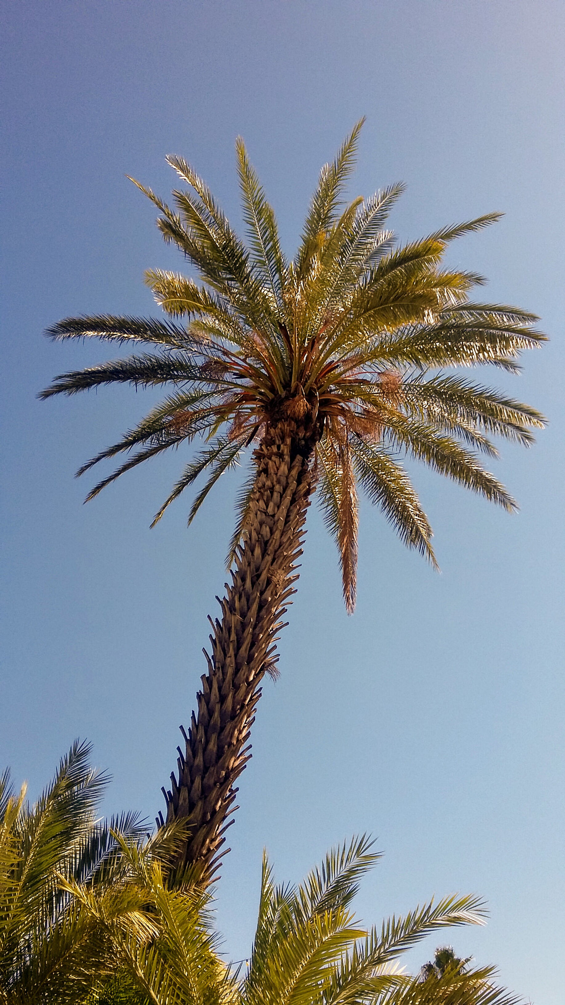 Samsung Galaxy E5 sample photo. 🌴 photography