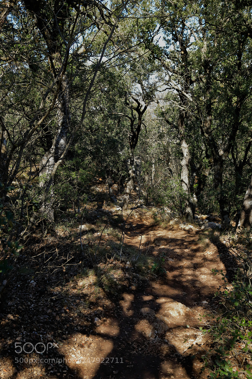 Canon EOS 6D Mark II sample photo. Shades photography