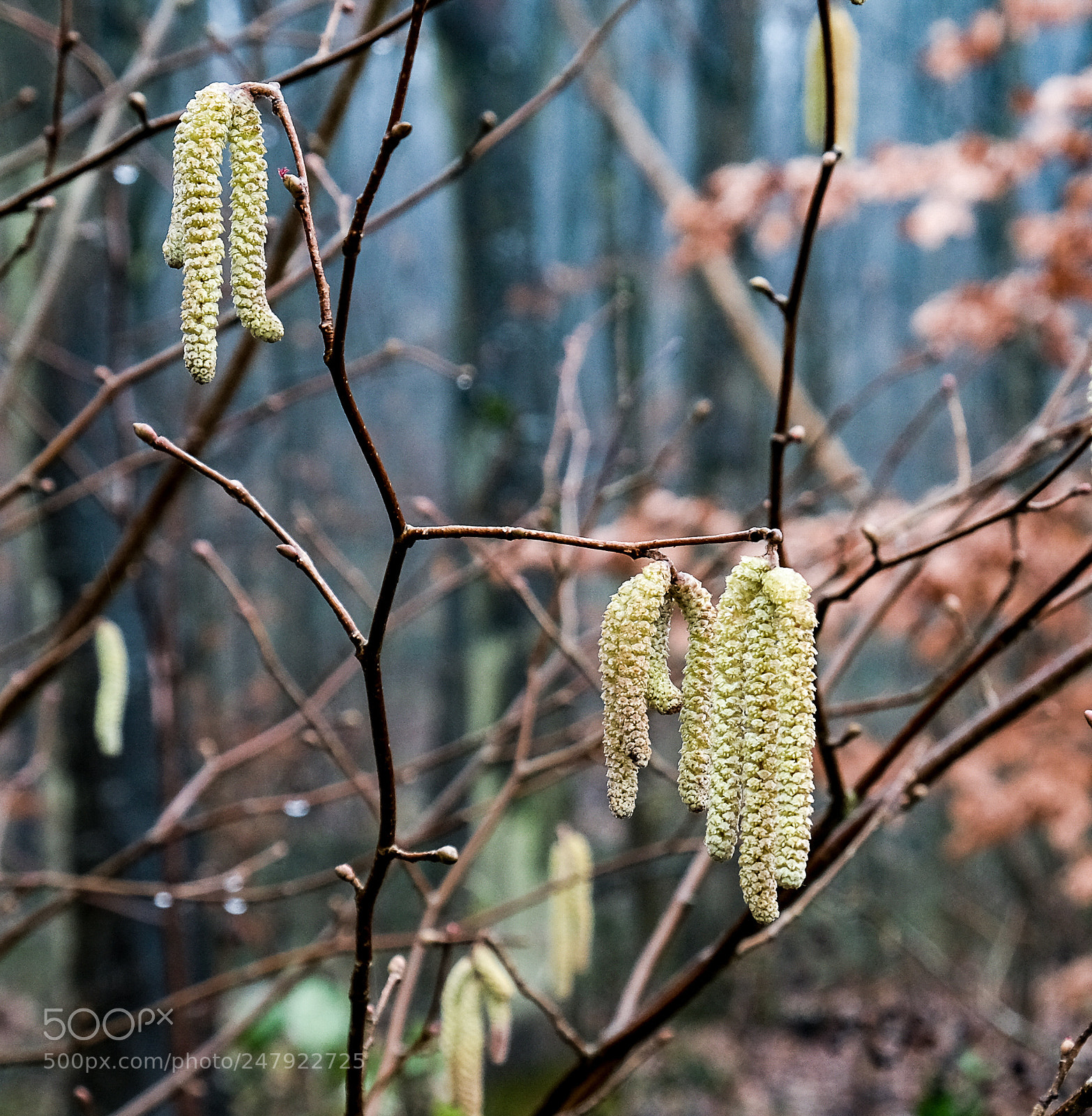 Fujifilm X-T20 sample photo. Spring is coming photography