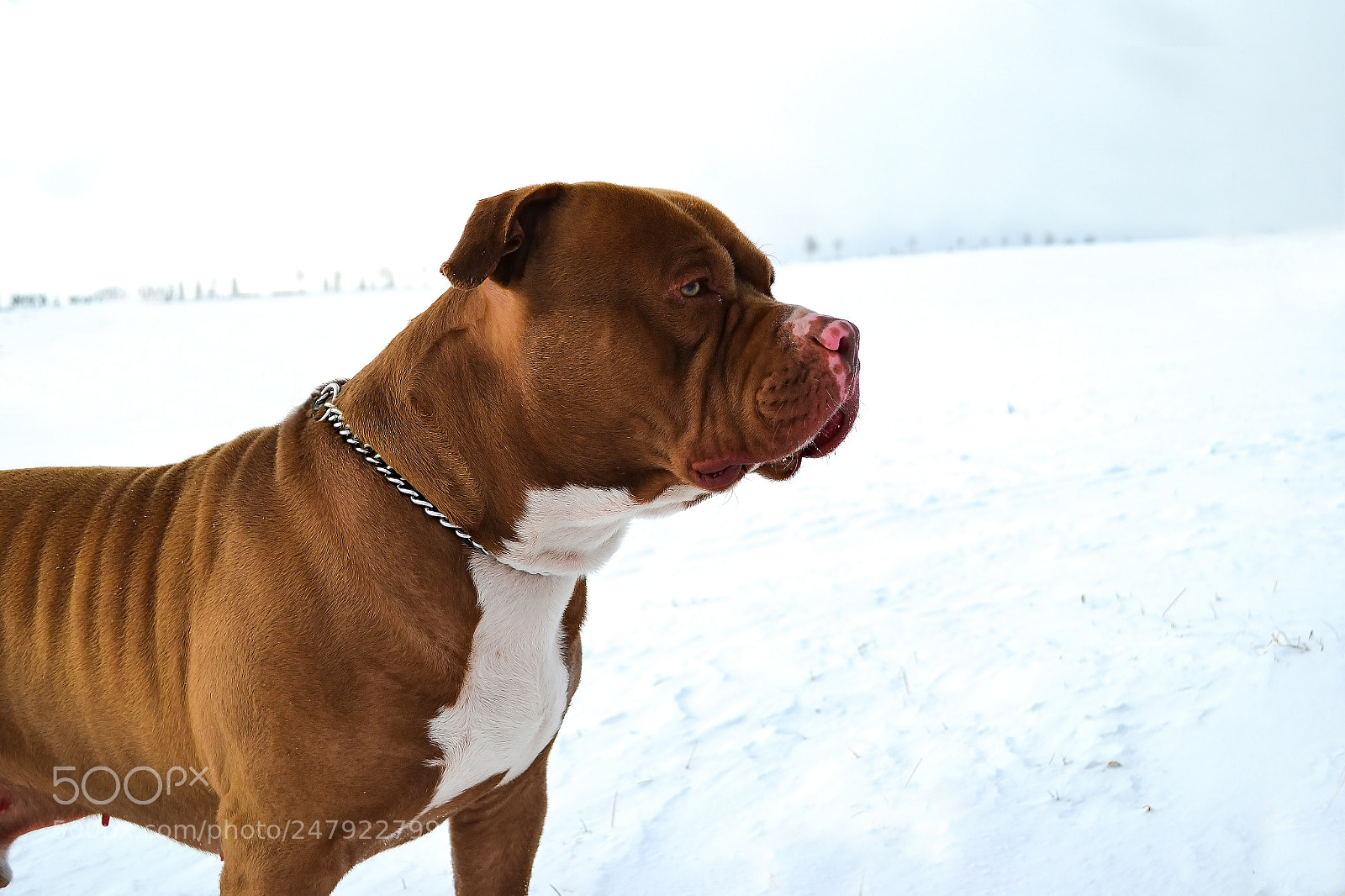 Nikon D3100 sample photo. Aron photography