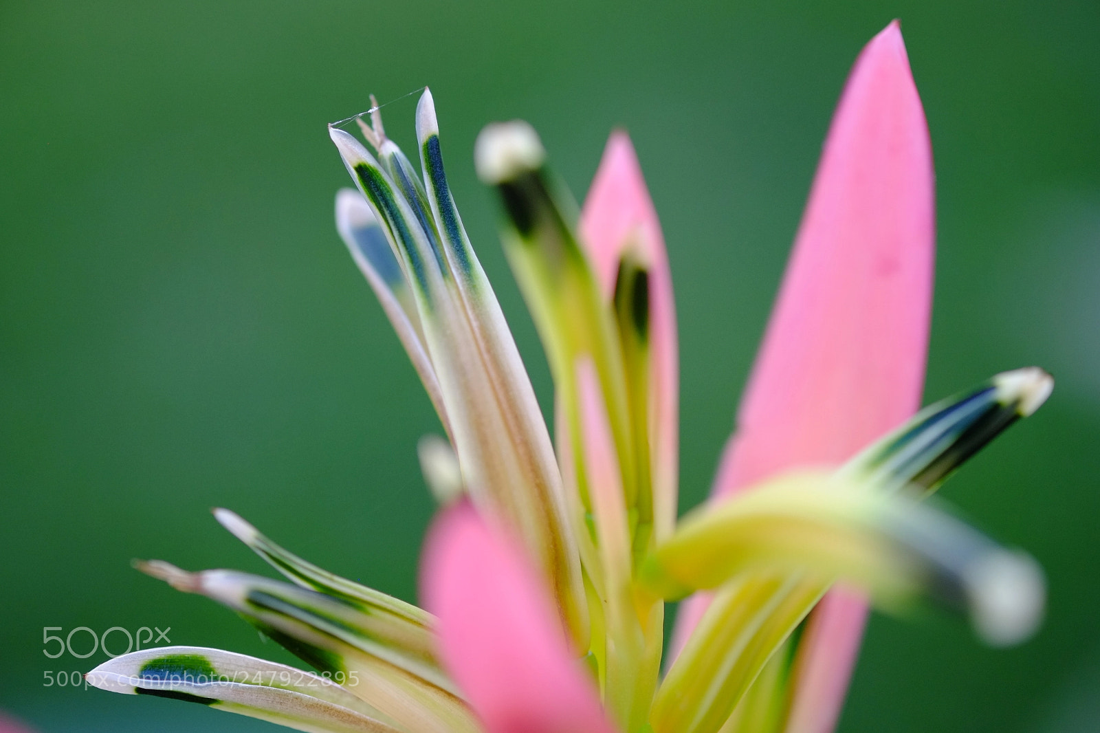 Fujifilm X-Pro1 sample photo. Heliconia photography