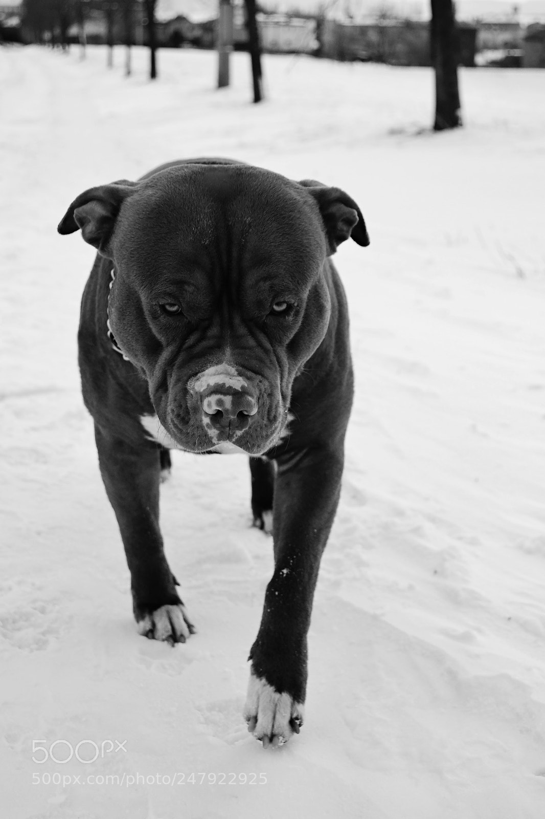 Nikon D3100 sample photo. I kill you photography