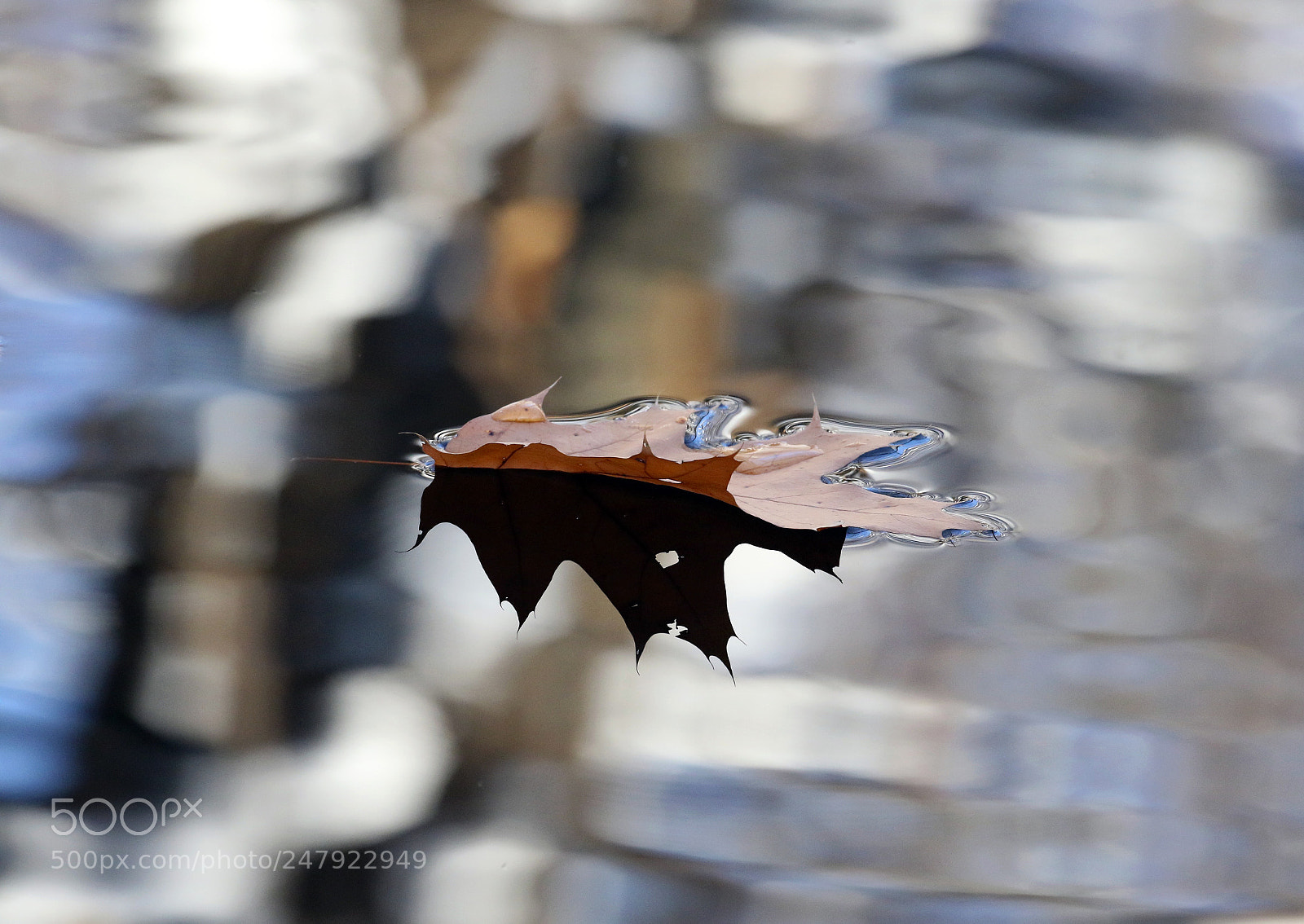 Canon EOS 7D Mark II sample photo. Floating feast photography