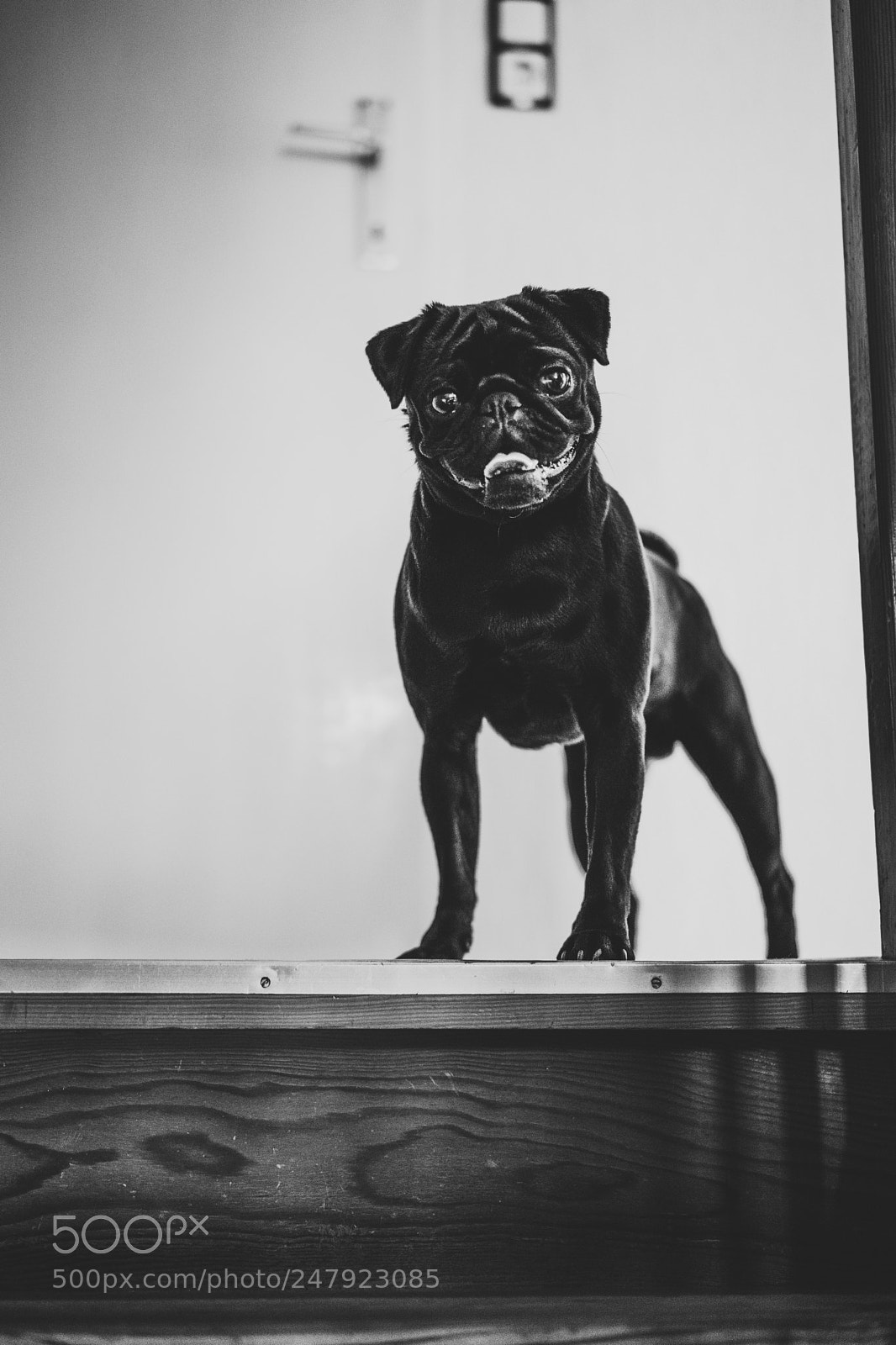 Sony a7 II sample photo. Hercules photography
