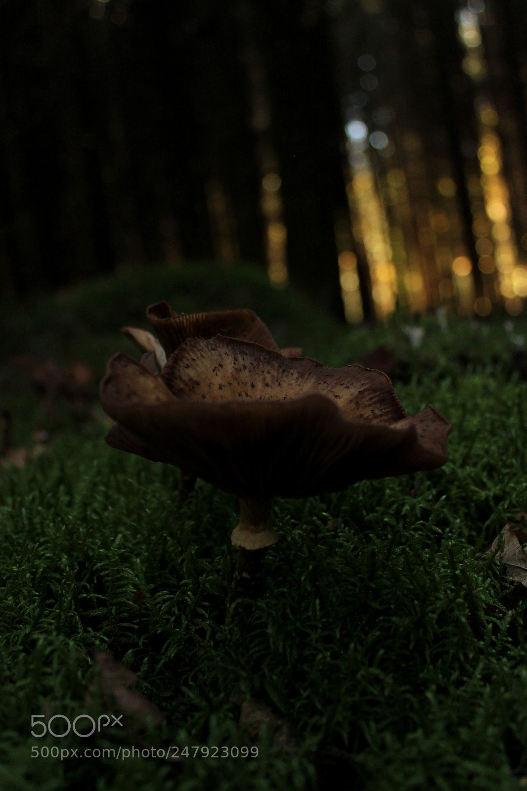 Canon EOS 500D (EOS Rebel T1i / EOS Kiss X3) sample photo. Der pilz photography
