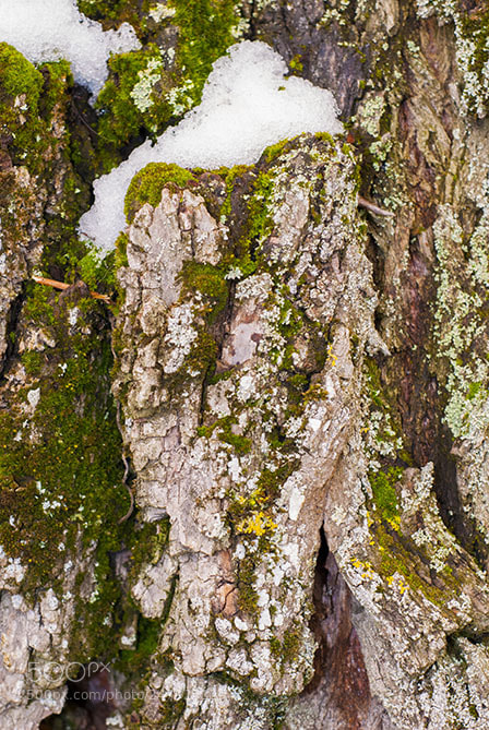 Nikon D200 sample photo. Tree trunk in winter photography