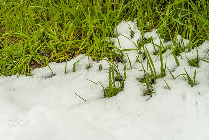 Nikon D200 sample photo. Grass wrapped in snow photography