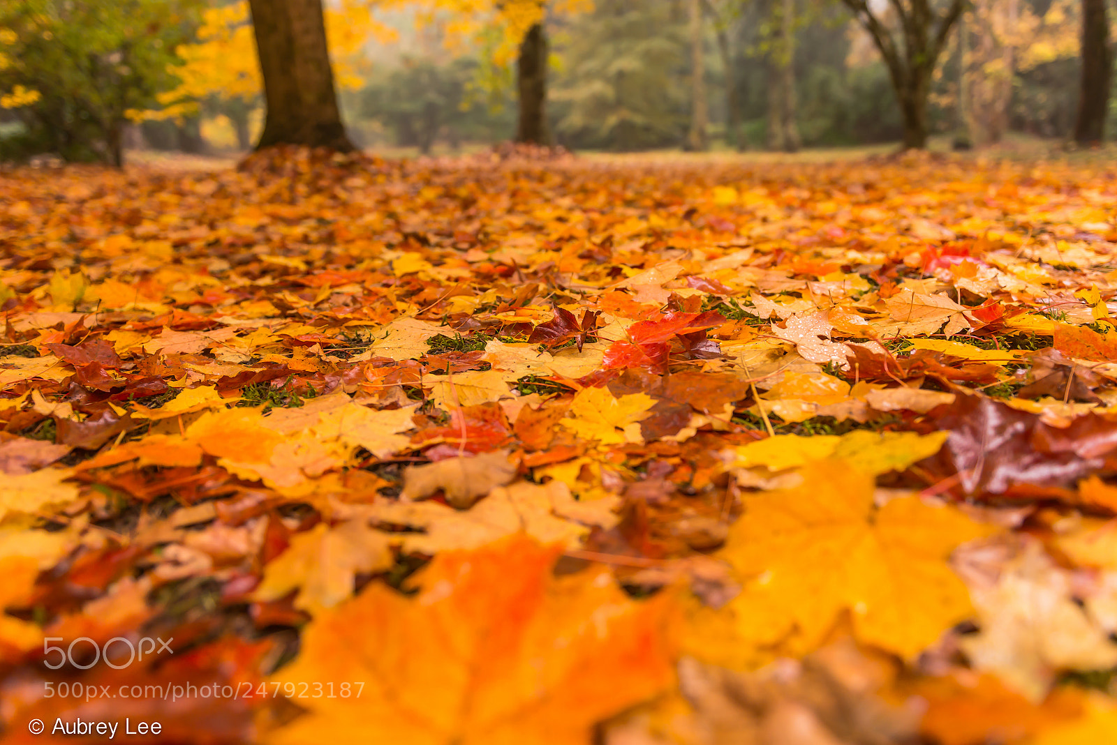 Nikon D610 sample photo. Fallen photography
