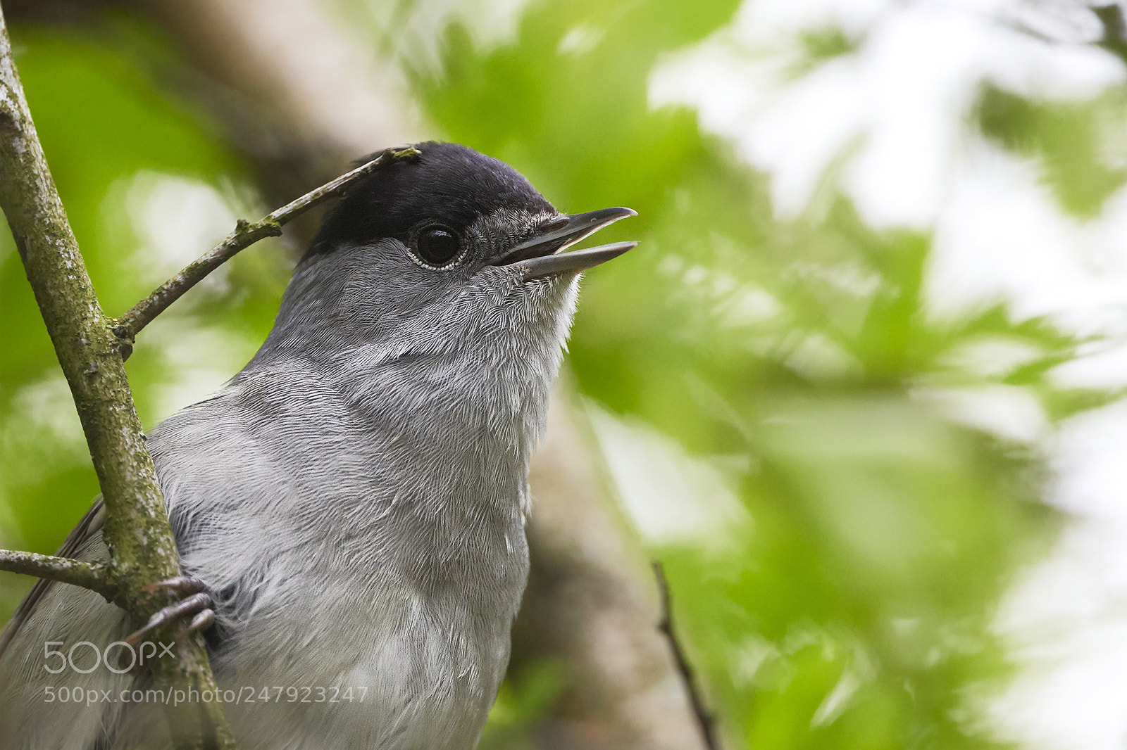 Canon EOS 5DS R sample photo. What... photography