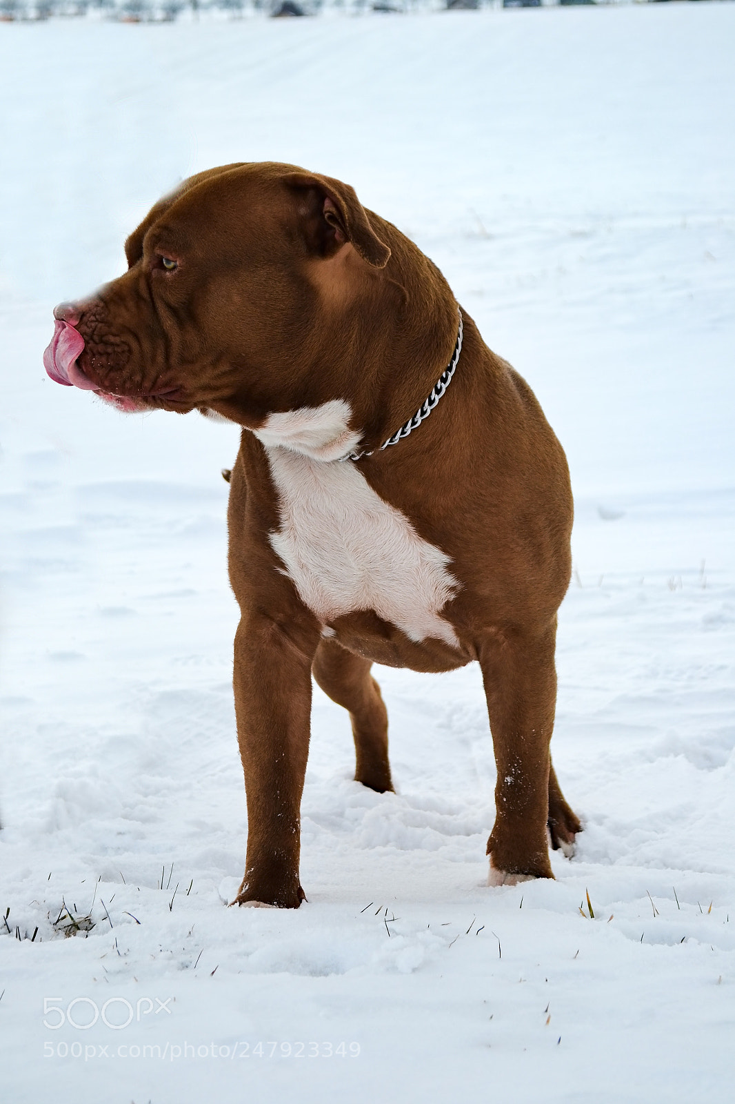 Nikon D3100 sample photo. Flakee photography