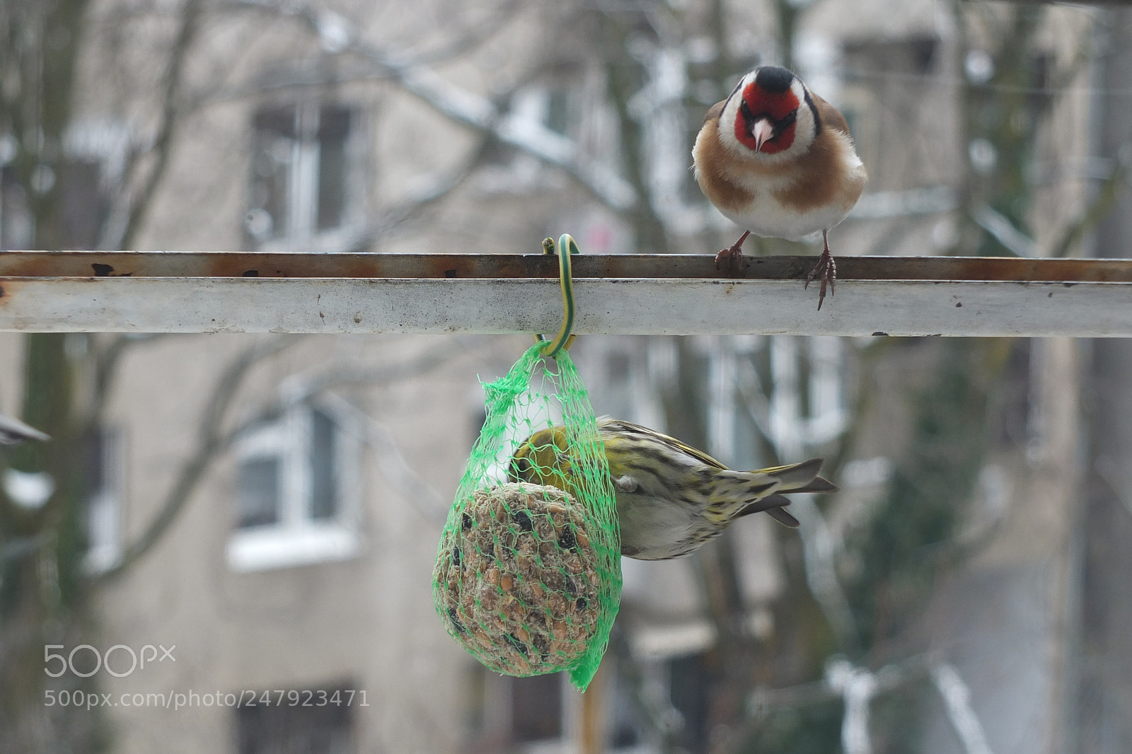 Fujifilm X-S1 sample photo. Spinus spinus- i ak photography