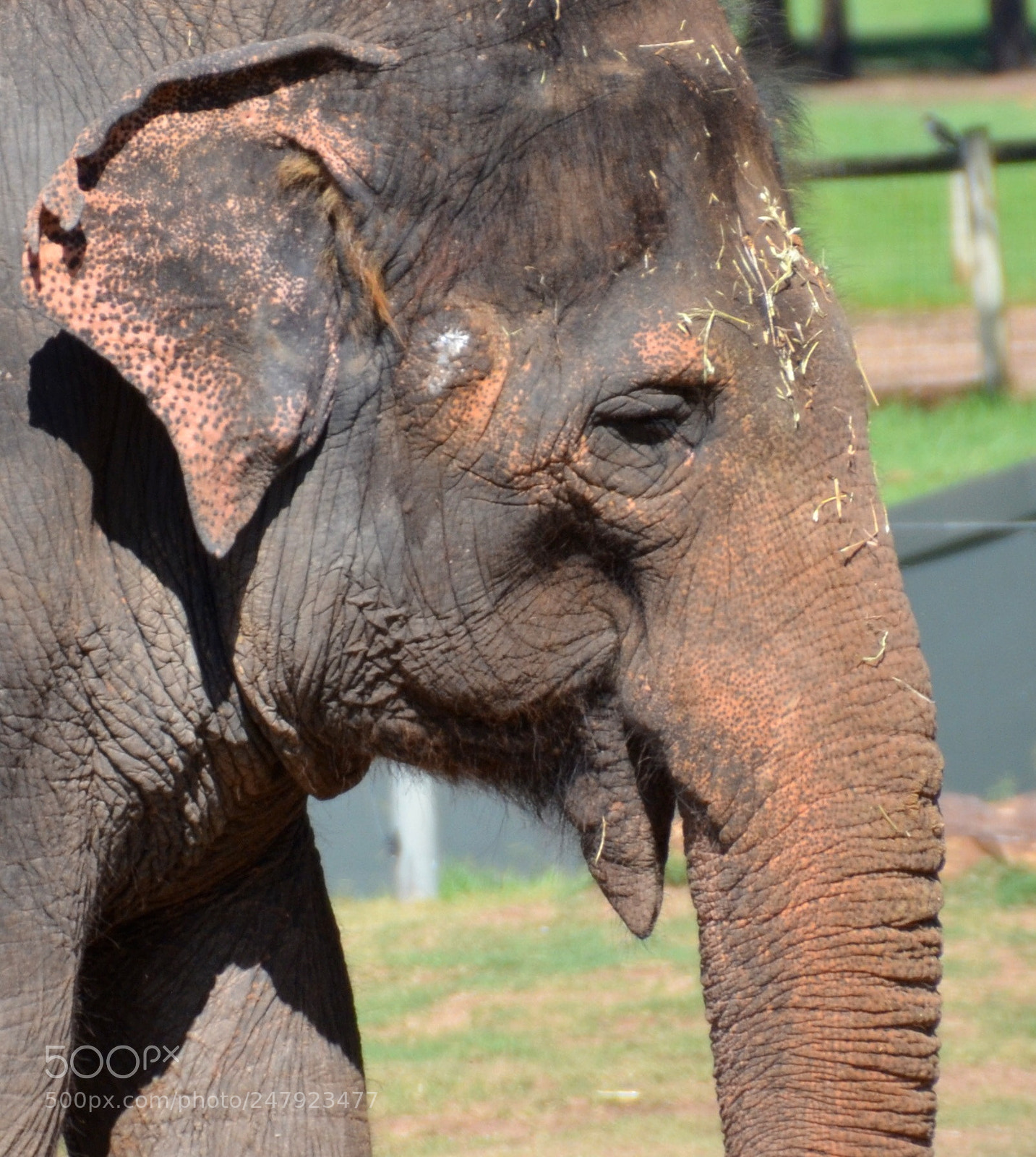 Nikon D5100 sample photo. Elephant eye photography