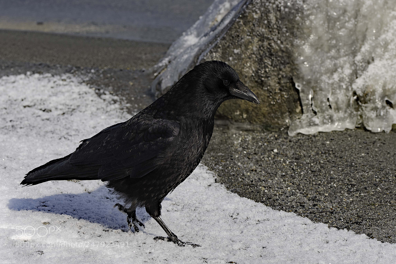 Nikon D810 sample photo. Walk on a winter photography