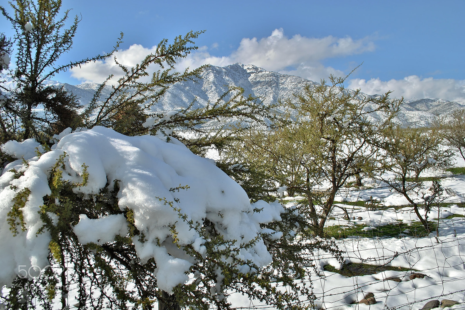 Nikon D3000 sample photo. Covering tree photography