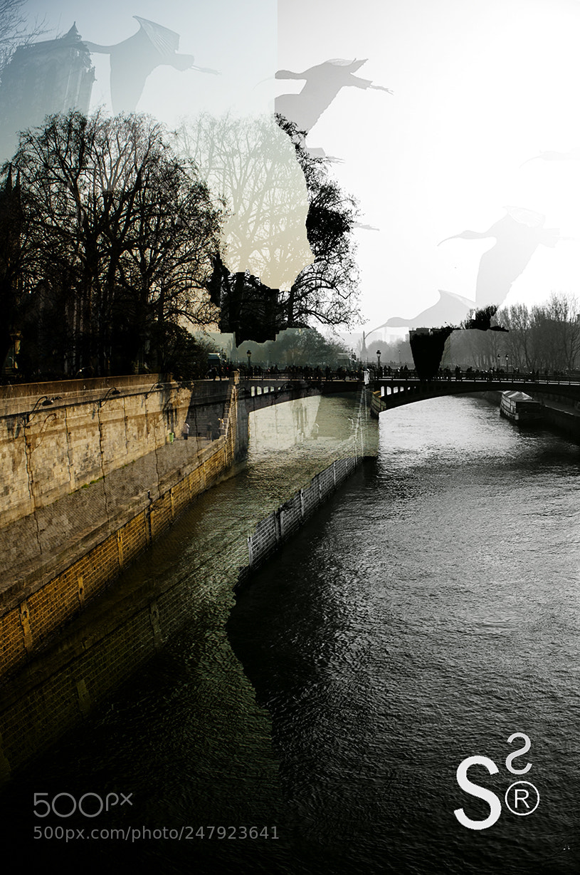Nikon D700 sample photo. Paf 5 photography