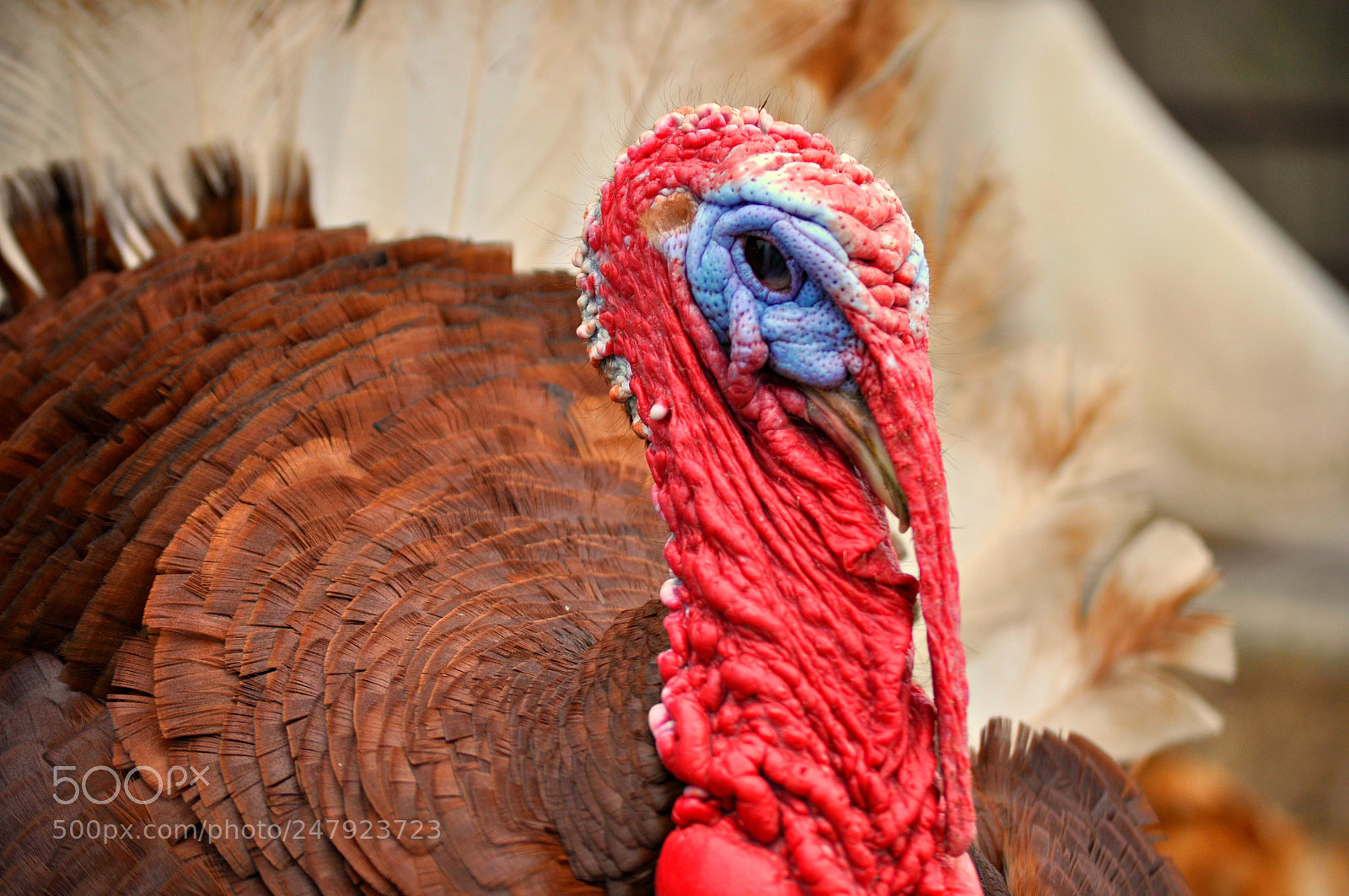 Nikon D5000 sample photo. Gobble gobble photography
