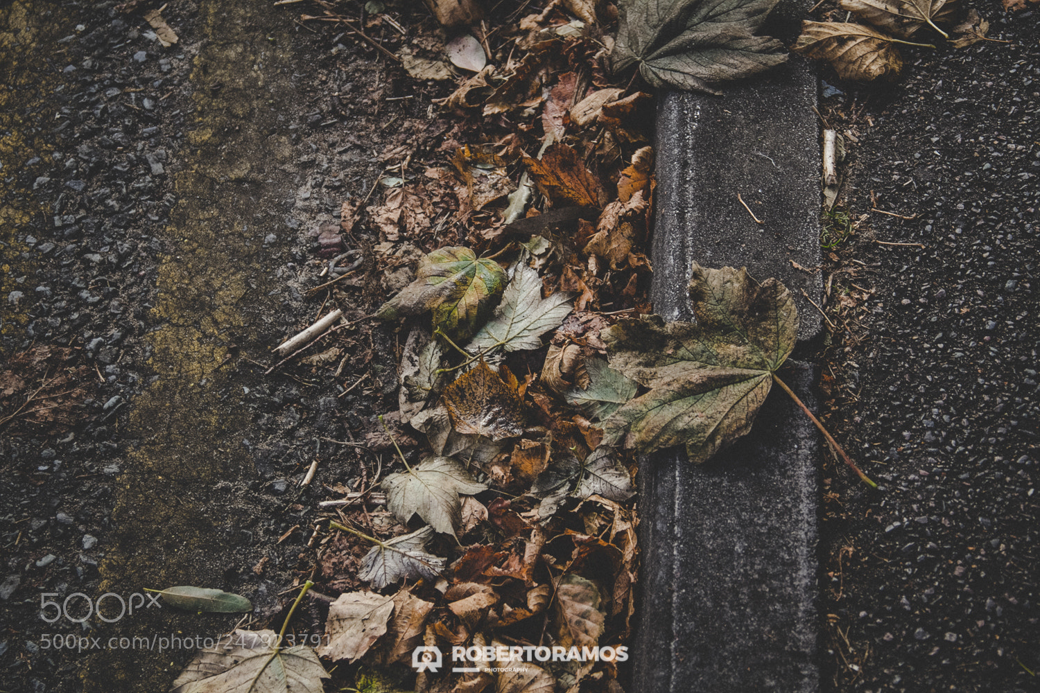 Canon EOS 60D sample photo. Autumn marks photography