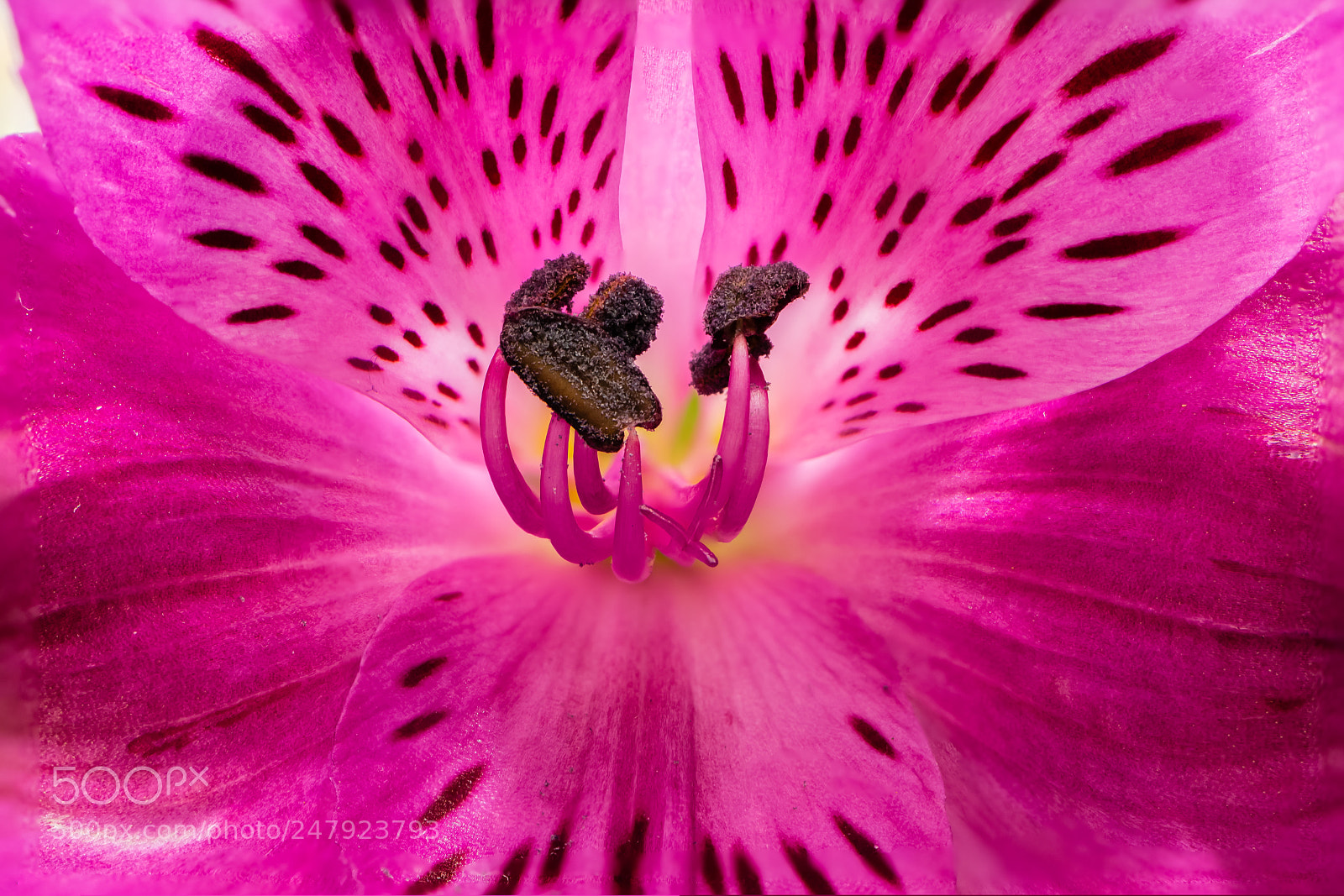 Nikon D7100 sample photo. Orchid macro photography